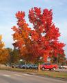 IMG_1456 multitoned red tree